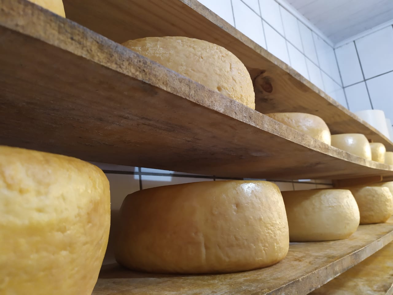 Imagem representativa do queijo Canastra.